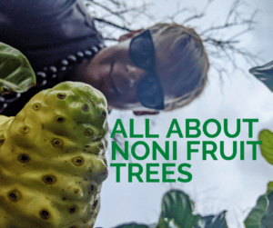 Noni fruit tree blog cover