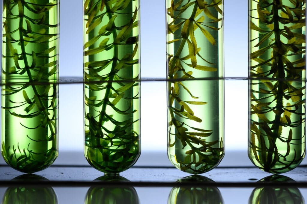 algae seaweed research, biofuel industry science, sustainable concept